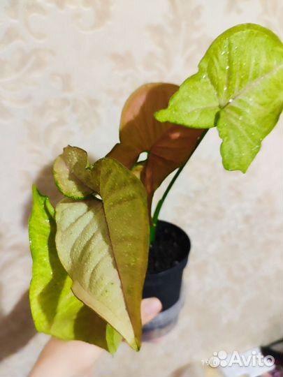 Сингониум неон пинк