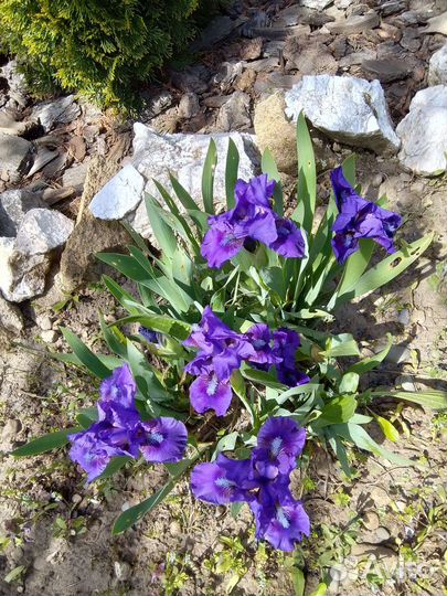 Ирис бордюрный