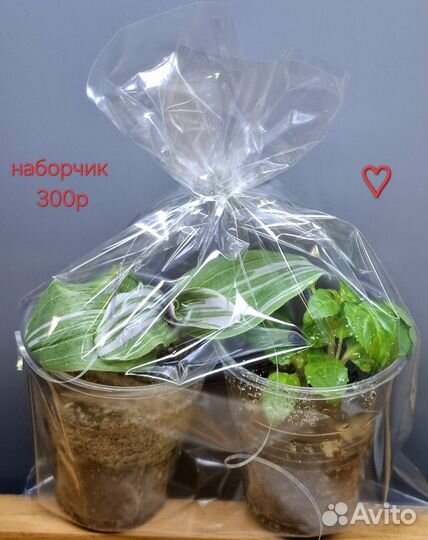 Фуксия традесканция набор подарок цветы