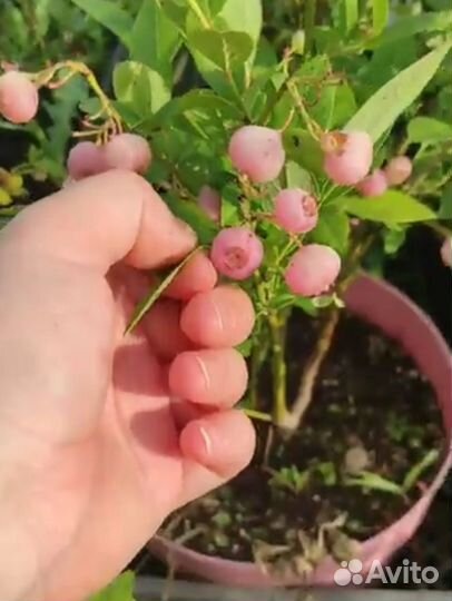 Голубика сорт Pink Popkorn,со вкусом Карамели