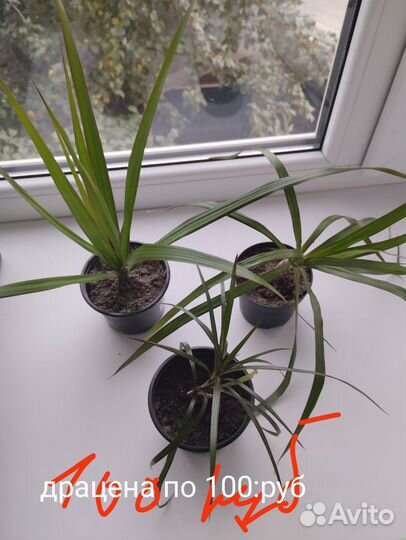 Фикус бенджамина пестролистный