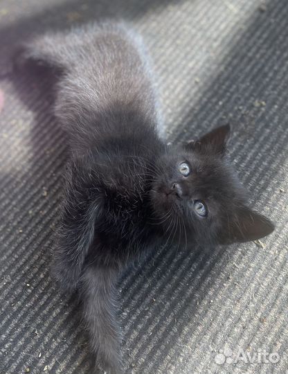 Шотландские котята в дар