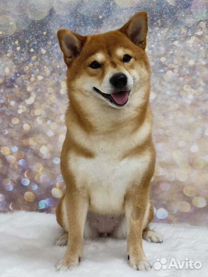 Стрижка собак/стрижка кошек/груминг