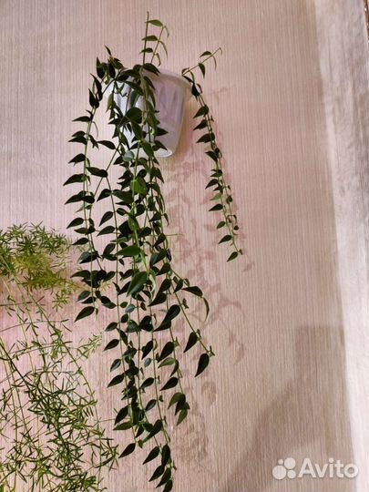 Комнатные лианы