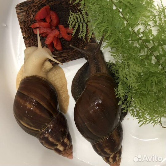 Улитки Ахатины Фулика детки