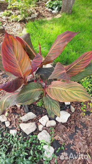 Канна Дюрбан (тропикана)