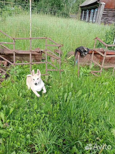 Западносибирская лайка