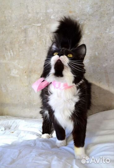 Кошка в дар