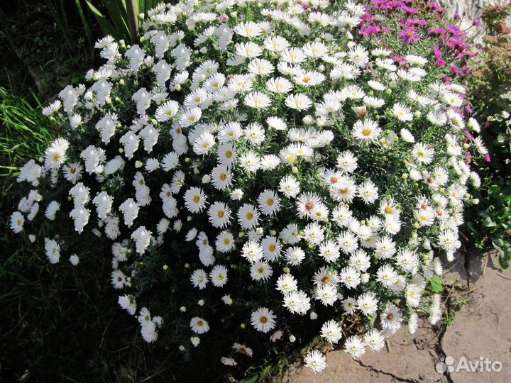 Цветы Октябрины