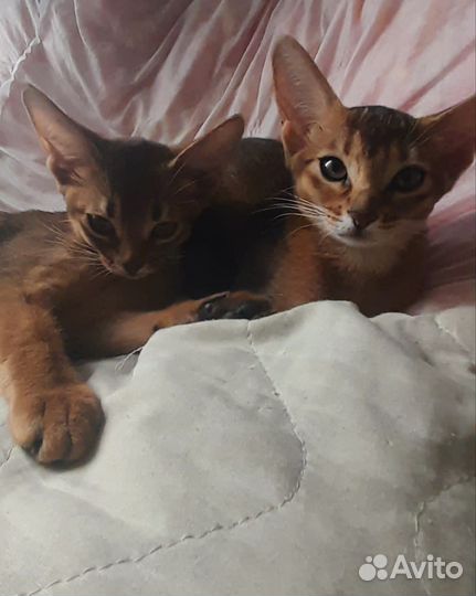 Абиссинские котята с документами
