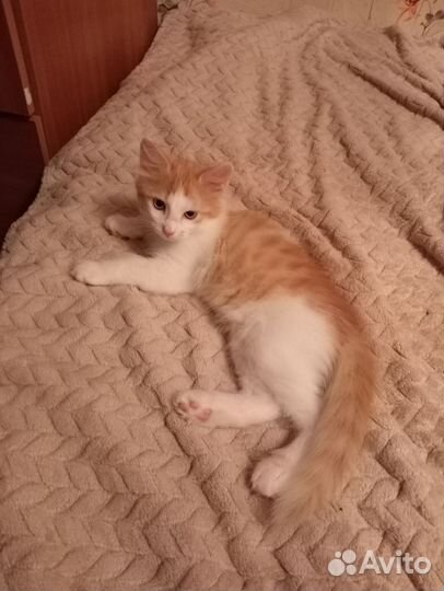 Котята- рыжули в добрые руки бесплатно