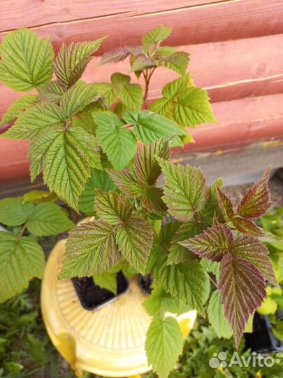 Ремонтантная малина Кримсон Найт