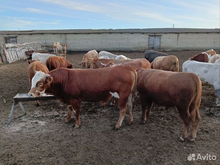 Продажа быков