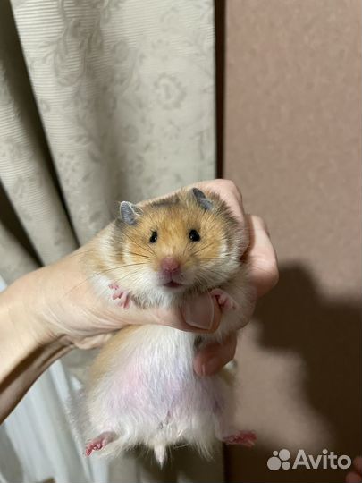 Сирийский хомяк