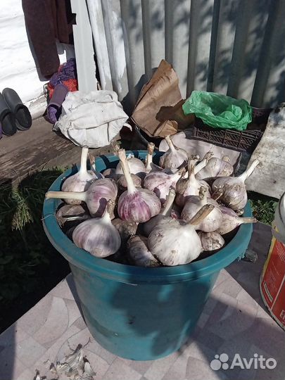 Чеснок зимний