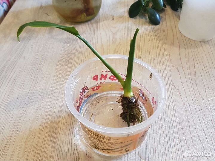 Комнатные растения бесплатно