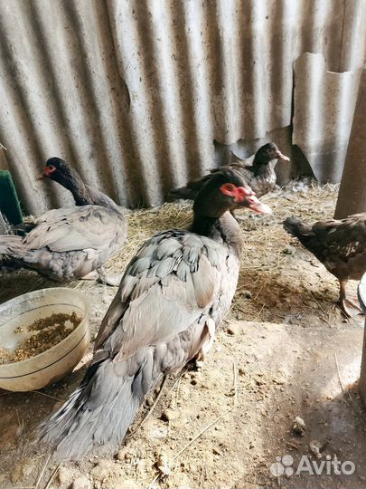 Утки шипуны