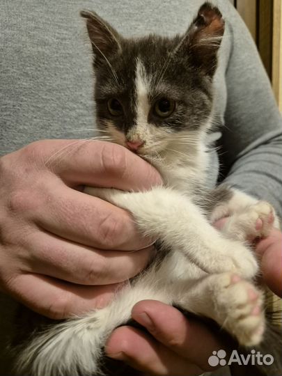 Котёнок мальчик в добрые руки