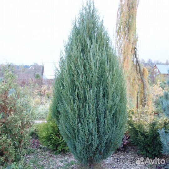 Можжевельник скальный скайрокет