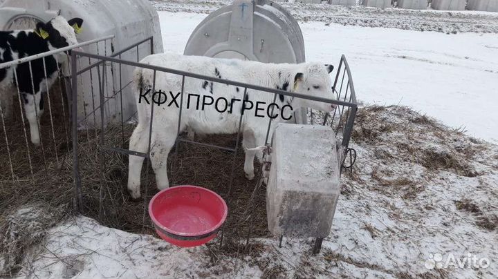 Телята бычки