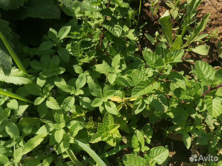 Сортовая мята с ароматами шоколада, банана и др