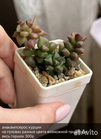 Суккуленты 1