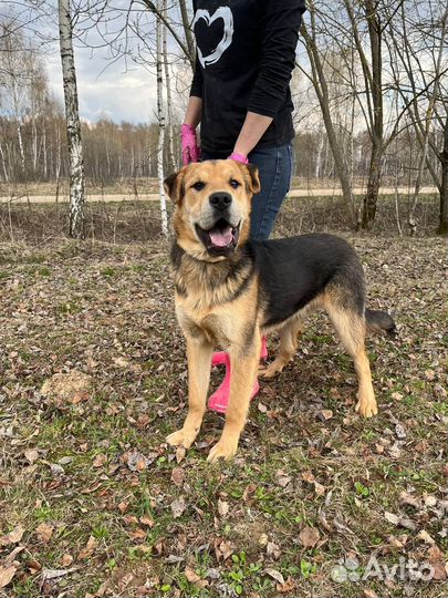 Валли. Классный пес еще ничей