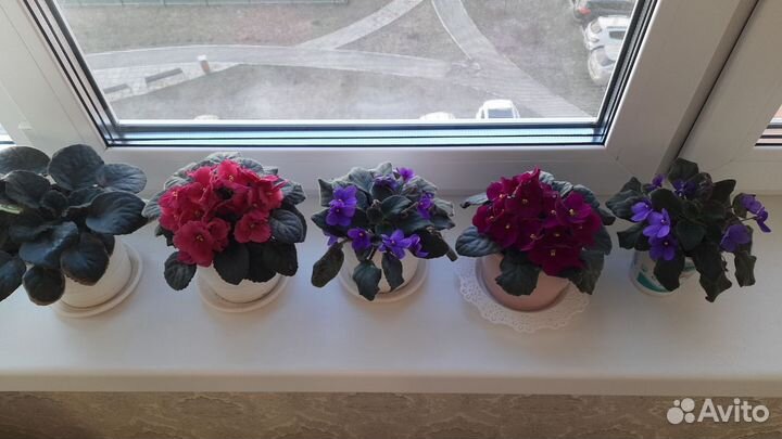 Продаются фиалки