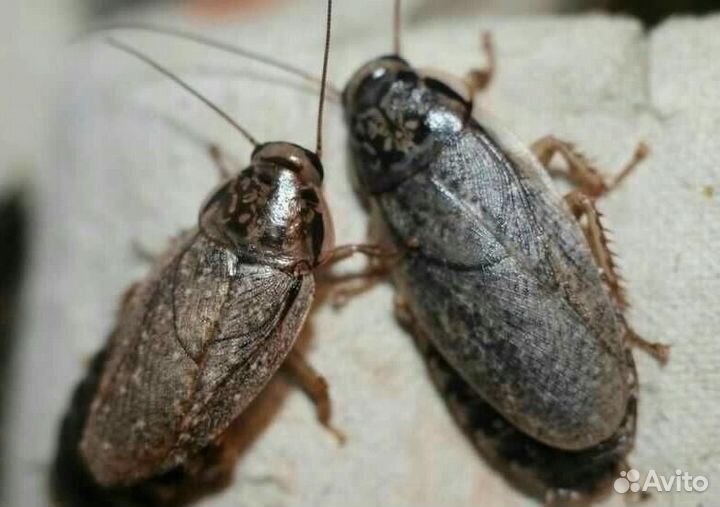 Мраморные тараканы живые