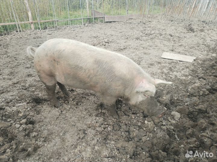 Продам хряка