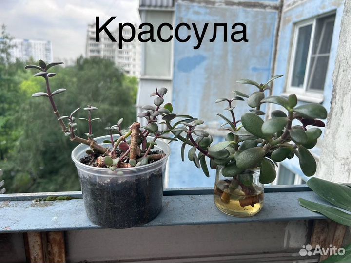 Растения Обмен