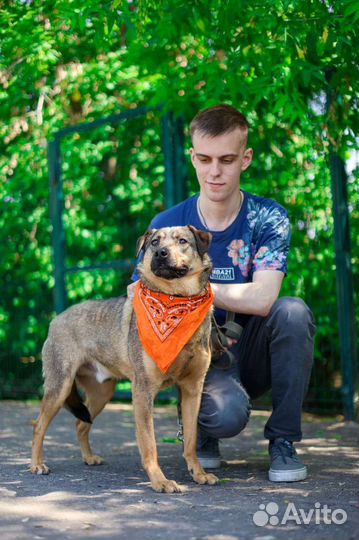 Верный Лукас мечтает о доме