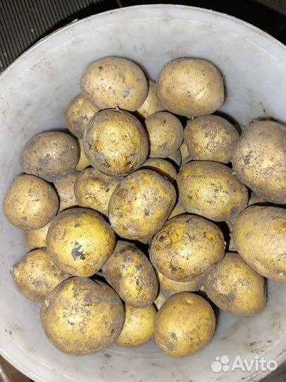 Картофель домашний