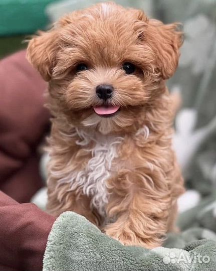 Мальтипу f1 мини. Maltipoo Baby face. Корея