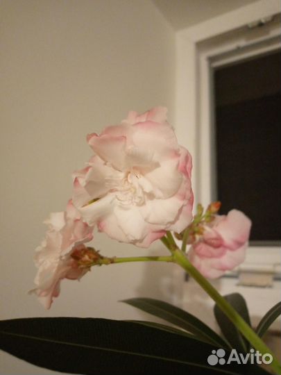 Цветущий олеандр