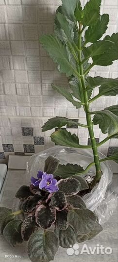 Отдам книги,цветы, диски, кассеты