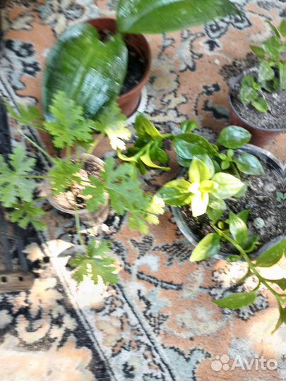 Комнатные цветы