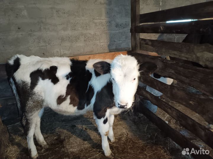 Корова и телочка