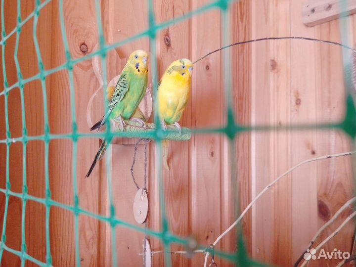 Волнистый попугай с клеткой