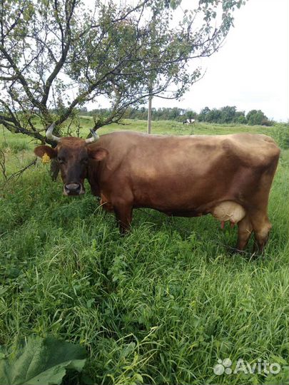 Корова стельная дойная