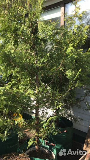 Туи брабант крупномеры