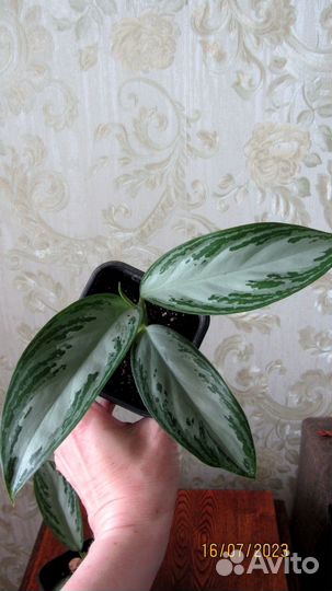 Аглаонема Сильвер Бей