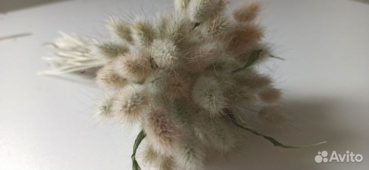 Лагурус мини