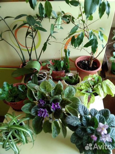 Комнатные растения