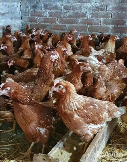 Бройлер, Утки, Гуси, муларды, куры