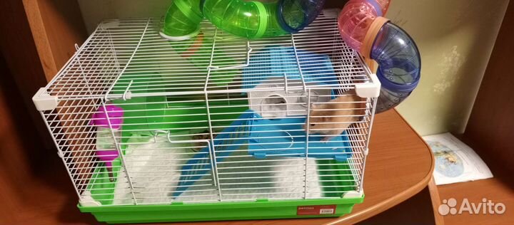 Сирийский хомяк