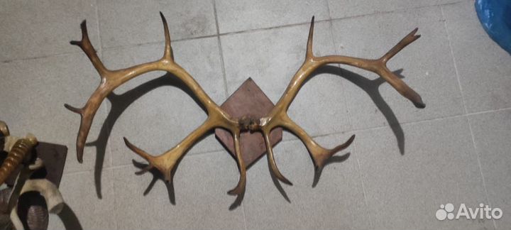 Рога оленя