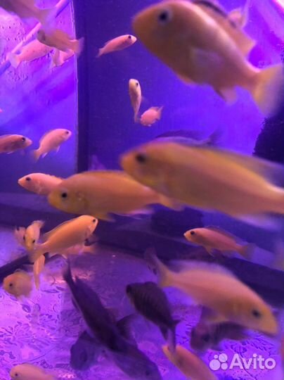 Аквариумные рыбки от 10 шт