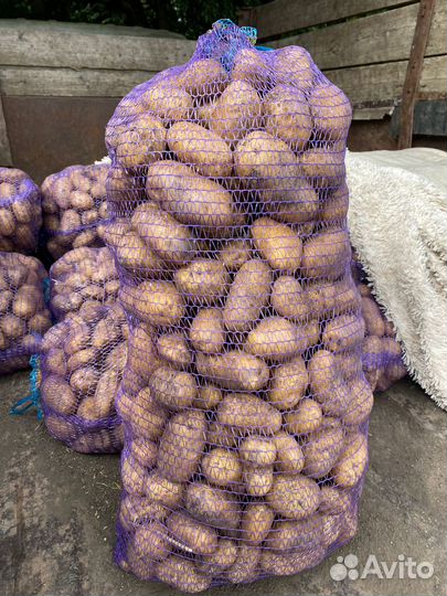 Картошка 15 тонн