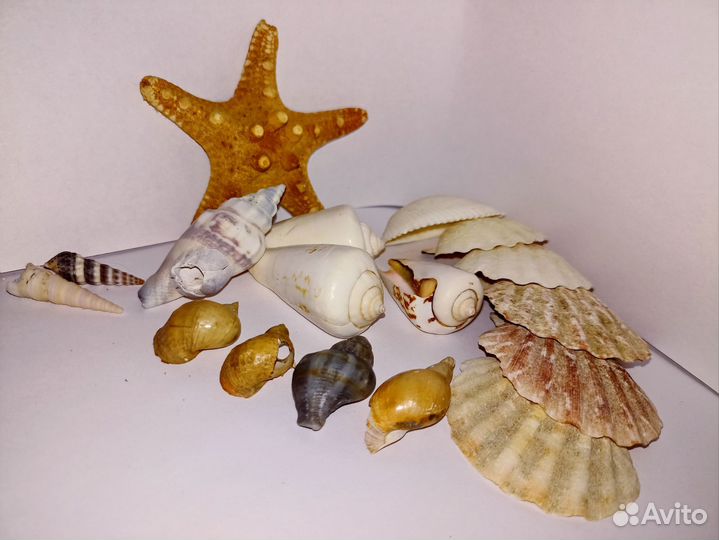 Настоящие морские ракушки